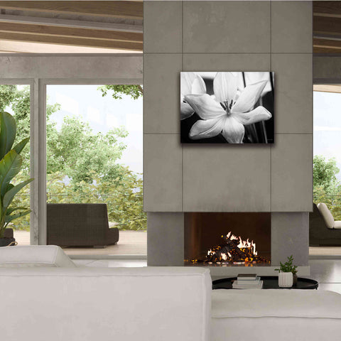 Image of 'Translucent Tulips IV' by Debra Van Swearingen, Canvas Wall Art,34 x 26