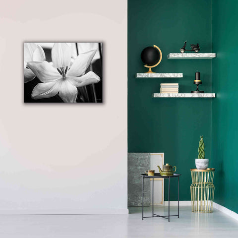 Image of 'Translucent Tulips IV' by Debra Van Swearingen, Canvas Wall Art,34 x 26