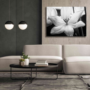 'Translucent Tulips IV' by Debra Van Swearingen, Canvas Wall Art,54 x 40