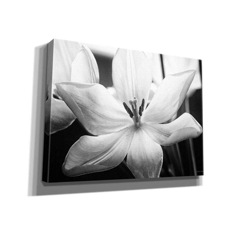 Image of 'Translucent Tulips IV' by Debra Van Swearingen, Canvas Wall Art,16x12x1.1x0,26x18x1.1x0,34x26x1.74x0,54x40x1.74x0