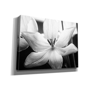 'Translucent Tulips IV' by Debra Van Swearingen, Canvas Wall Art,16x12x1.1x0,26x18x1.1x0,34x26x1.74x0,54x40x1.74x0