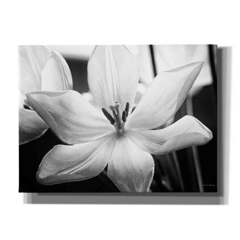 Image of 'Translucent Tulips IV' by Debra Van Swearingen, Canvas Wall Art,16x12x1.1x0,26x18x1.1x0,34x26x1.74x0,54x40x1.74x0