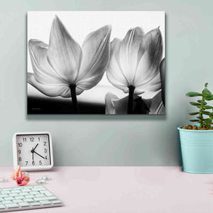 'Translucent Tulips V' by Debra Van Swearingen, Canvas Wall Art,16 x 12