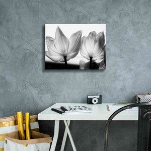 'Translucent Tulips V' by Debra Van Swearingen, Canvas Wall Art,16 x 12