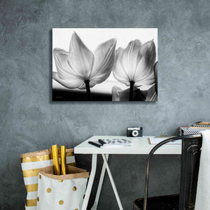 'Translucent Tulips V' by Debra Van Swearingen, Canvas Wall Art,26 x 18