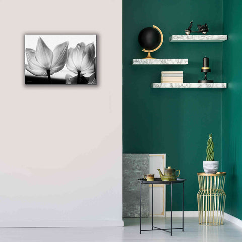 Image of 'Translucent Tulips V' by Debra Van Swearingen, Canvas Wall Art,26 x 18