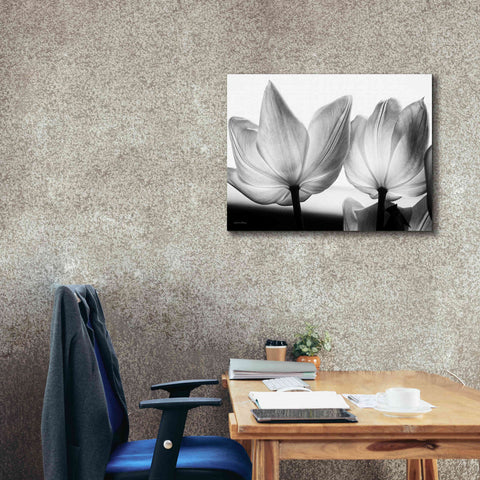 Image of 'Translucent Tulips V' by Debra Van Swearingen, Canvas Wall Art,34 x 26