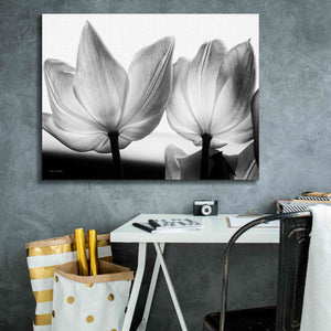 'Translucent Tulips V' by Debra Van Swearingen, Canvas Wall Art,34 x 26