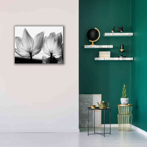 'Translucent Tulips V' by Debra Van Swearingen, Canvas Wall Art,34 x 26