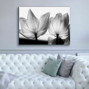 'Translucent Tulips V' by Debra Van Swearingen, Canvas Wall Art,54 x 40