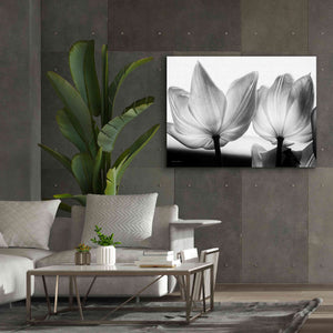 'Translucent Tulips V' by Debra Van Swearingen, Canvas Wall Art,54 x 40