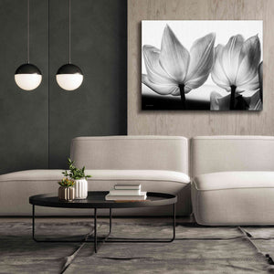 'Translucent Tulips V' by Debra Van Swearingen, Canvas Wall Art,54 x 40