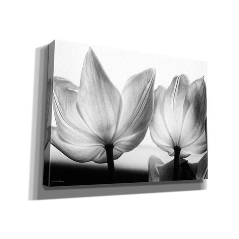 Image of 'Translucent Tulips V' by Debra Van Swearingen, Canvas Wall Art,16x12x1.1x0,26x18x1.1x0,34x26x1.74x0,54x40x1.74x0
