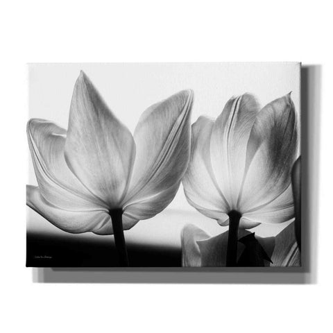 Image of 'Translucent Tulips V' by Debra Van Swearingen, Canvas Wall Art,16x12x1.1x0,26x18x1.1x0,34x26x1.74x0,54x40x1.74x0