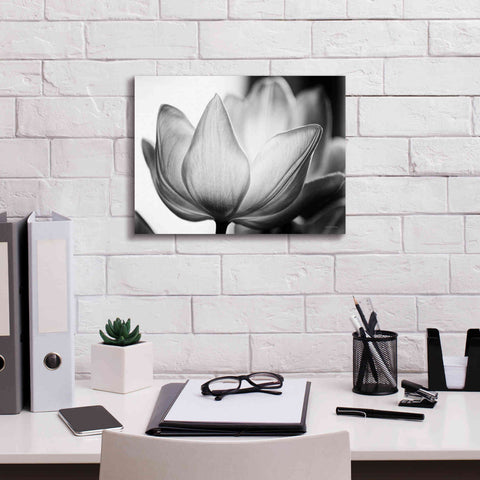 Image of 'Translucent Tulips VI' by Debra Van Swearingen, Canvas Wall Art,16 x 12