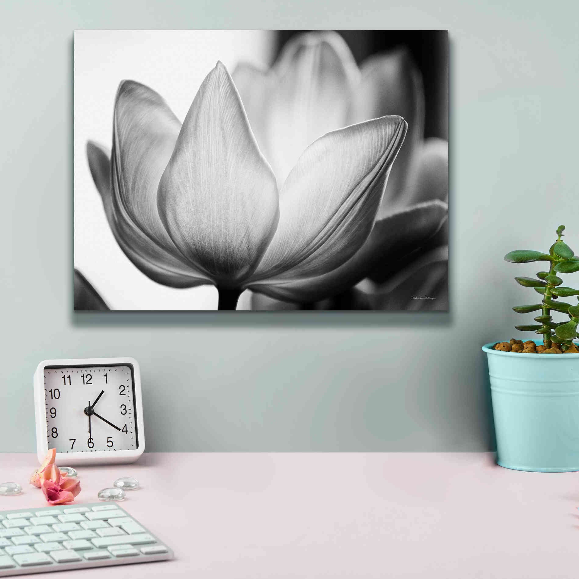 'Translucent Tulips VI' by Debra Van Swearingen, Canvas Wall Art,16 x 12
