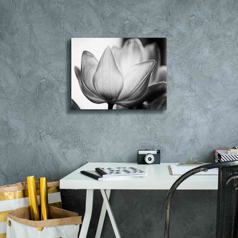 Image of 'Translucent Tulips VI' by Debra Van Swearingen, Canvas Wall Art,16 x 12