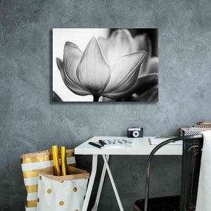 'Translucent Tulips VI' by Debra Van Swearingen, Canvas Wall Art,26 x 18