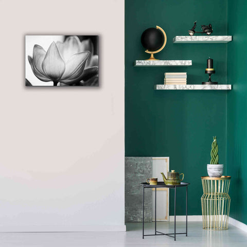 Image of 'Translucent Tulips VI' by Debra Van Swearingen, Canvas Wall Art,26 x 18