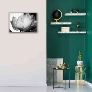 'Translucent Tulips VI' by Debra Van Swearingen, Canvas Wall Art,26 x 18