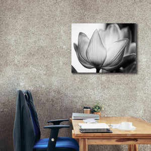'Translucent Tulips VI' by Debra Van Swearingen, Canvas Wall Art,34 x 26