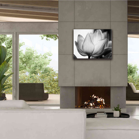 Image of 'Translucent Tulips VI' by Debra Van Swearingen, Canvas Wall Art,34 x 26