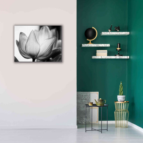 Image of 'Translucent Tulips VI' by Debra Van Swearingen, Canvas Wall Art,34 x 26