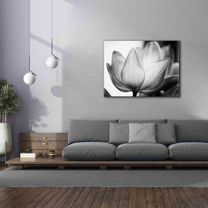 'Translucent Tulips VI' by Debra Van Swearingen, Canvas Wall Art,54 x 40