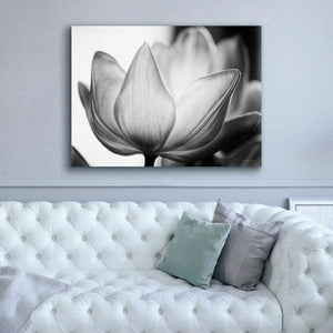 'Translucent Tulips VI' by Debra Van Swearingen, Canvas Wall Art,54 x 40