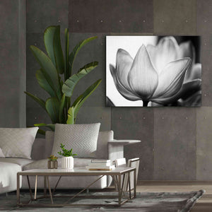 'Translucent Tulips VI' by Debra Van Swearingen, Canvas Wall Art,54 x 40