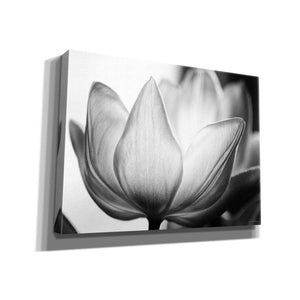 'Translucent Tulips VI' by Debra Van Swearingen, Canvas Wall Art,16x12x1.1x0,26x18x1.1x0,34x26x1.74x0,54x40x1.74x0