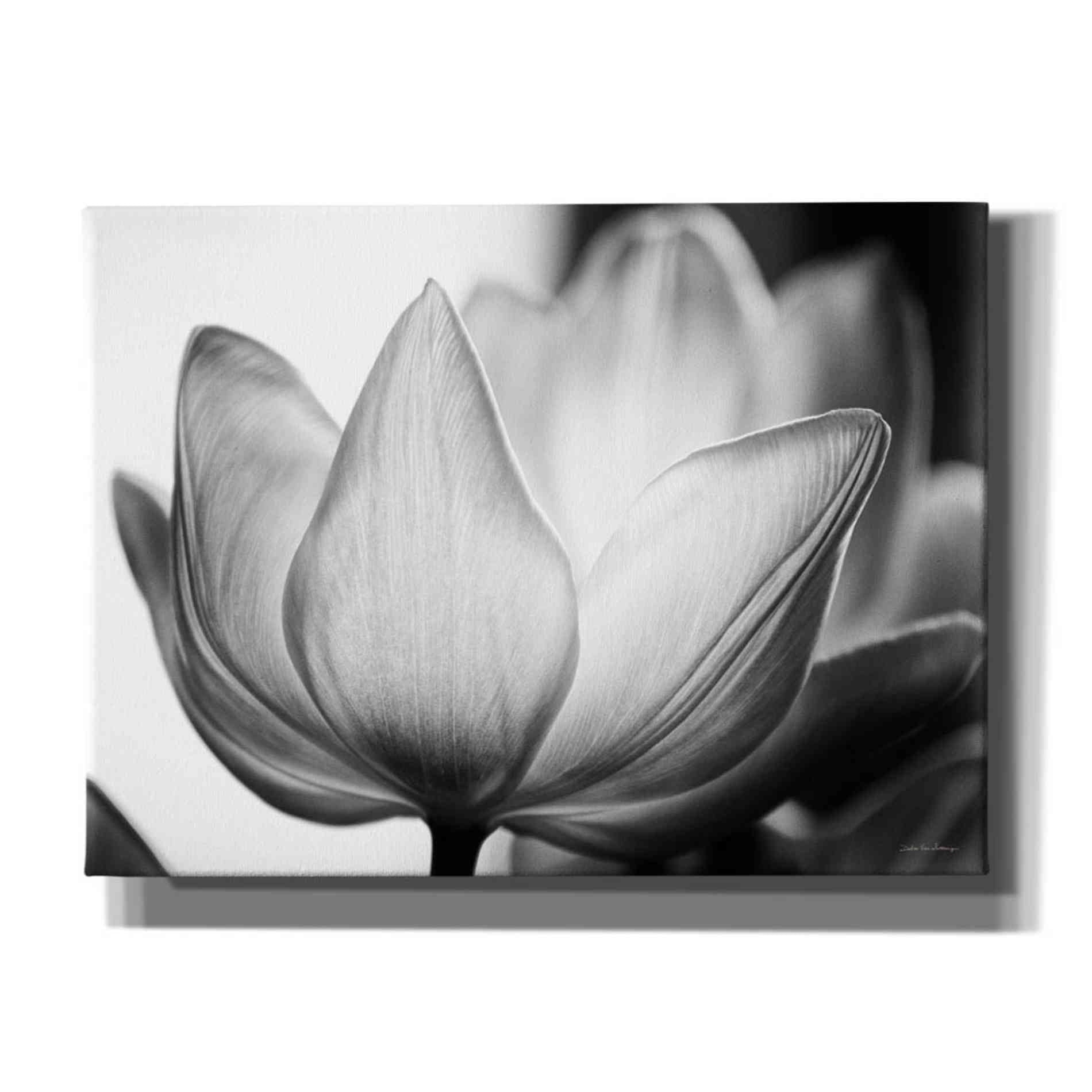 'Translucent Tulips VI' by Debra Van Swearingen, Canvas Wall Art,16x12x1.1x0,26x18x1.1x0,34x26x1.74x0,54x40x1.74x0