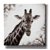 'Giraffe I' by Debra Van Swearingen, Canvas Wall Art,12x12x1.1x0,18x18x1.1x0,26x26x1.74x0,37x37x1.74x0