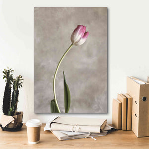 'Fresh Tulips I' by Debra Van Swearingen, Canvas Wall Art,18 x 26