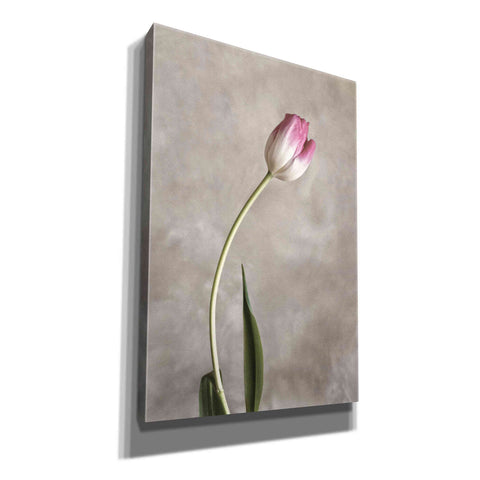 Image of 'Fresh Tulips I' by Debra Van Swearingen, Canvas Wall Art,12x18x1.1x0,18x26x1.1x0,26x40x1.74x0,40x60x1.74x0