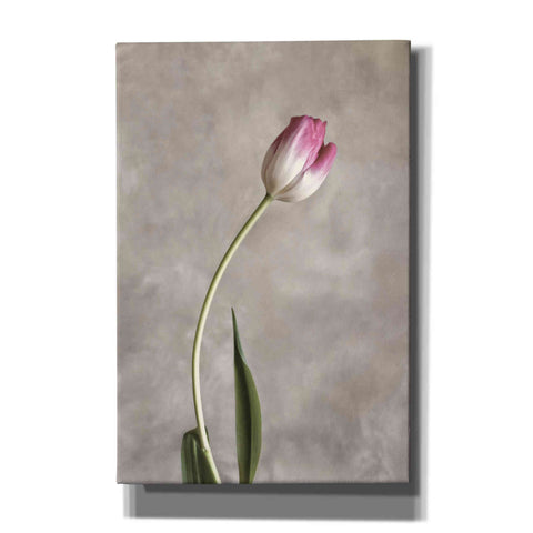 Image of 'Fresh Tulips I' by Debra Van Swearingen, Canvas Wall Art,12x18x1.1x0,18x26x1.1x0,26x40x1.74x0,40x60x1.74x0