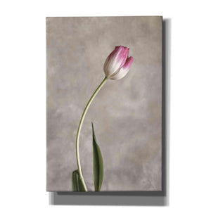 'Fresh Tulips I' by Debra Van Swearingen, Canvas Wall Art,12x18x1.1x0,18x26x1.1x0,26x40x1.74x0,40x60x1.74x0