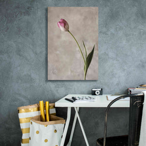 'Fresh Tulips II' by Debra Van Swearingen, Canvas Wall Art,18 x 26