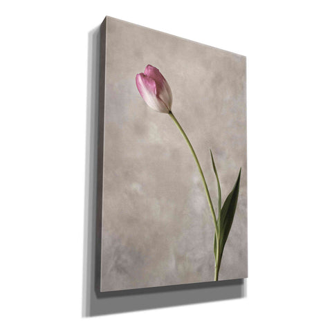 Image of 'Fresh Tulips II' by Debra Van Swearingen, Canvas Wall Art,12x18x1.1x0,18x26x1.1x0,26x40x1.74x0,40x60x1.74x0