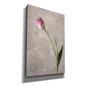 'Fresh Tulips II' by Debra Van Swearingen, Canvas Wall Art,12x18x1.1x0,18x26x1.1x0,26x40x1.74x0,40x60x1.74x0