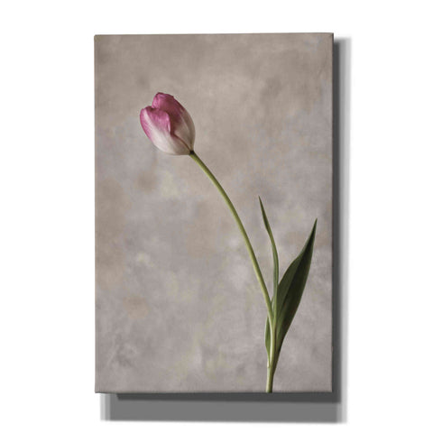 Image of 'Fresh Tulips II' by Debra Van Swearingen, Canvas Wall Art,12x18x1.1x0,18x26x1.1x0,26x40x1.74x0,40x60x1.74x0