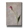 'Fresh Tulips II' by Debra Van Swearingen, Canvas Wall Art,12x18x1.1x0,18x26x1.1x0,26x40x1.74x0,40x60x1.74x0