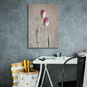 'Fresh Tulips III' by Debra Van Swearingen, Canvas Wall Art,18 x 26