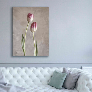 'Fresh Tulips III' by Debra Van Swearingen, Canvas Wall Art,40 x 54