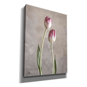 'Fresh Tulips III' by Debra Van Swearingen, Canvas Wall Art,12x16x1.1x0,18x26x1.1x0,26x34x1.74x0,40x54x1.74x0