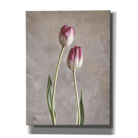 Image of 'Fresh Tulips III' by Debra Van Swearingen, Canvas Wall Art,12x16x1.1x0,18x26x1.1x0,26x34x1.74x0,40x54x1.74x0