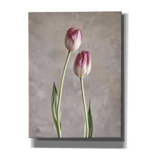 'Fresh Tulips III' by Debra Van Swearingen, Canvas Wall Art,12x16x1.1x0,18x26x1.1x0,26x34x1.74x0,40x54x1.74x0