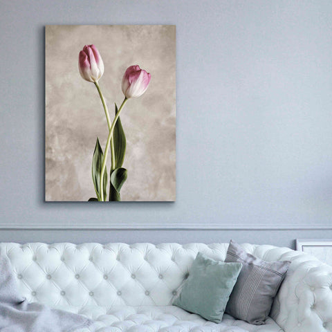 Image of 'Fresh Tulips IV' by Debra Van Swearingen, Canvas Wall Art,40 x 54