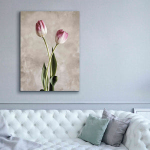 'Fresh Tulips IV' by Debra Van Swearingen, Canvas Wall Art,40 x 54