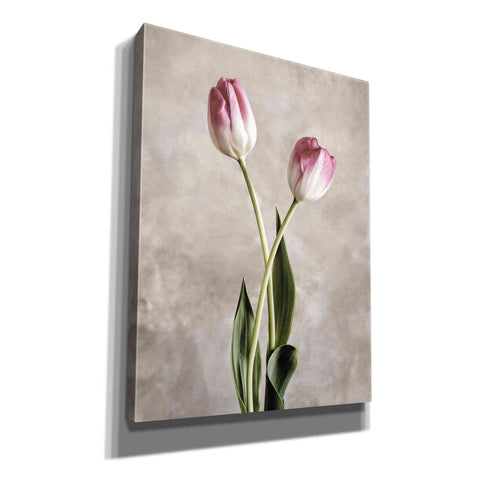 Image of 'Fresh Tulips IV' by Debra Van Swearingen, Canvas Wall Art,12x16x1.1x0,18x26x1.1x0,26x34x1.74x0,40x54x1.74x0